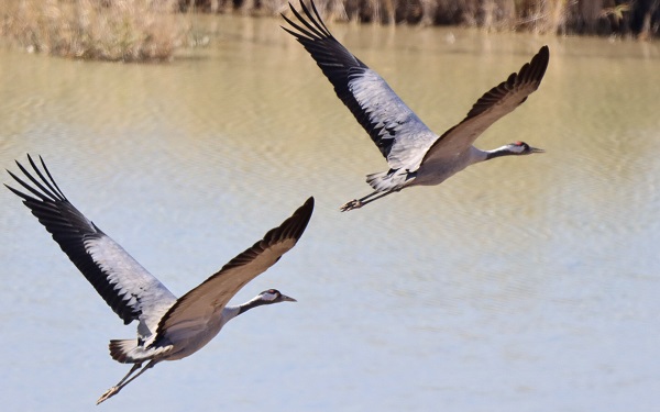 Şansı olanlar görebiliyor! Türkülere konu olan kuşlar objektiflere yakalandı