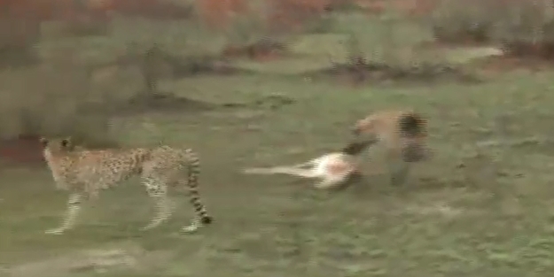 Şanslı antilopun, çita ve sırtlanın elinden inanılmaz kurtuluşu/ VİDEO