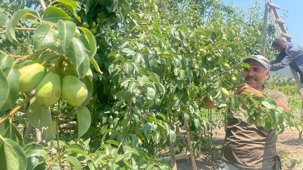 Santa maria armut dalında 40 lira!