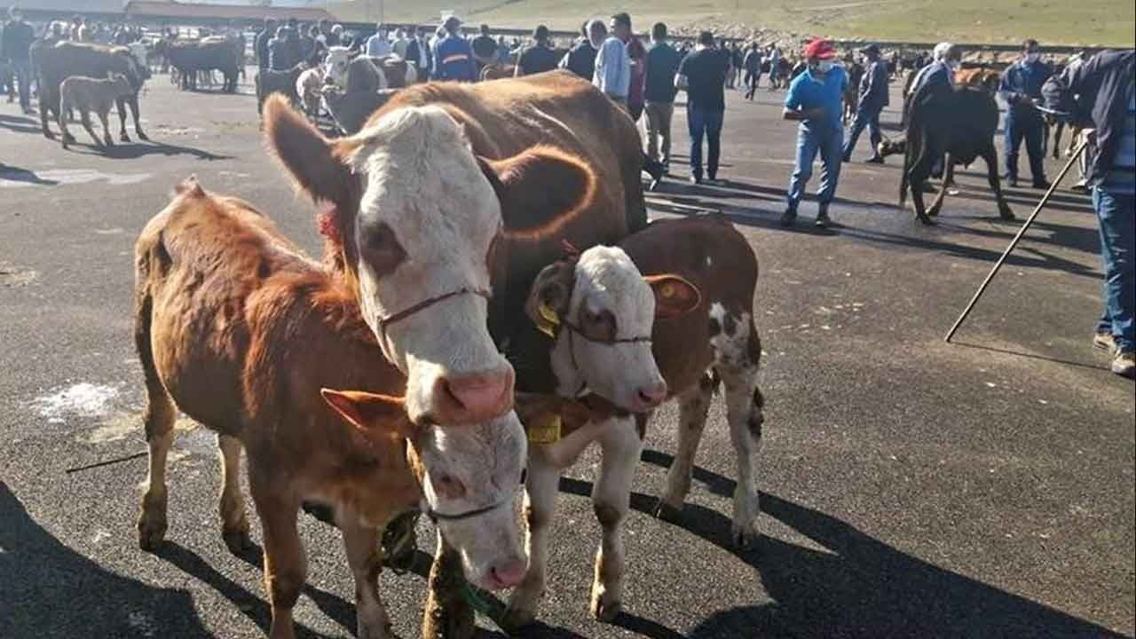 Şap hastalığı alarmı! Yetiştiricilere acil uyarı: Hayvan hareketleri kısıtlansın!