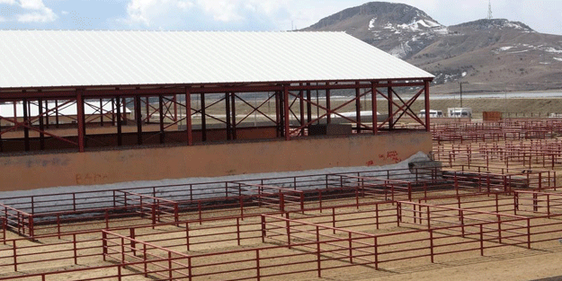 Şap hastalığı nedeniyle hayvan nakli yasaklandı