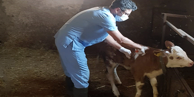 Şap hastalığı salgınına karşı aşılama işlemi başladı!