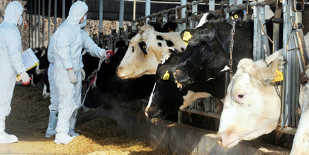  Şap hastalığı sebebiyle çok sayıda sığır itlaf edilecek!