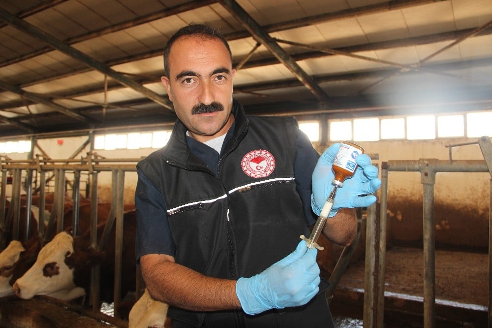 Şap hastalığına karşı tedbir için yıl sonuna kadar 3.5 milyon hayvan aşılanacak 