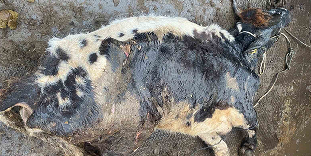 Şap hastası hayvanı keseceklerdi!