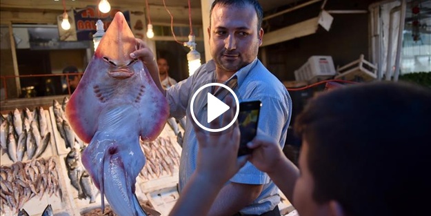 Sapan balığının 'yüzü' şaşırtıyor!