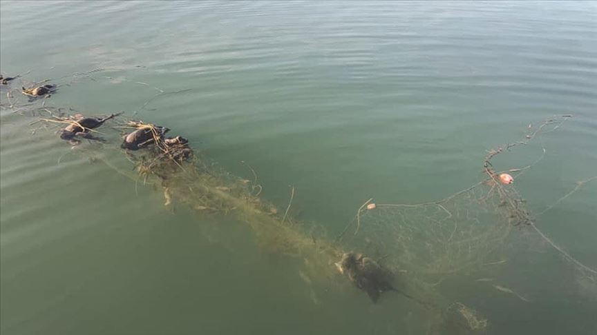 Sapanca Gölü'nde 'hayalet ağ' nedeniyle ördek ve balıkların telef olmasına inceleme