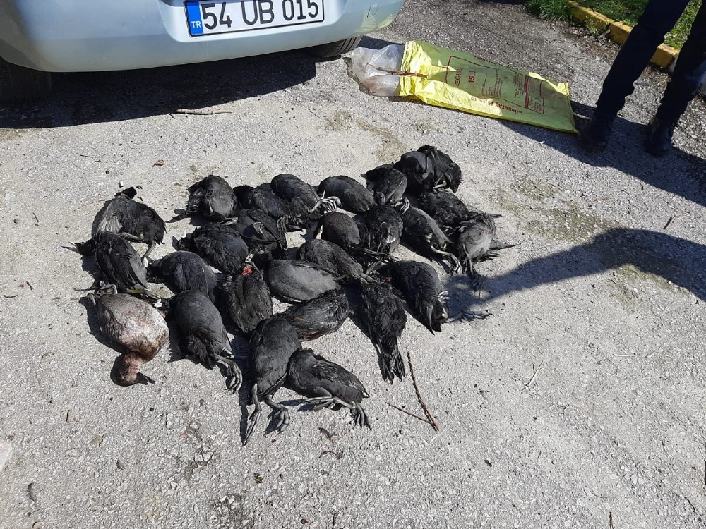 Sapanca Gölü’nde onlarca kuşu öldüren kaçak avcılar suçüstü yakalandı 