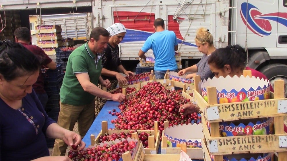 Şaphane’de kiraz üreticisinin son yağışlardan zararı yaklaşık 2 bin 500 ton 