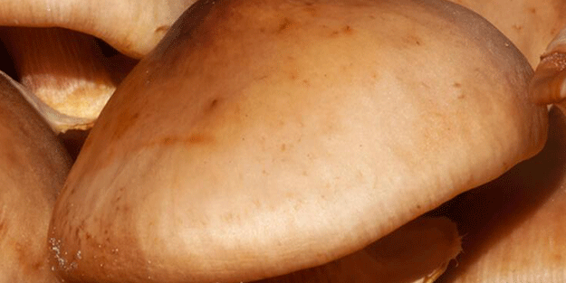 Sapı çok faydalı, yaprakları zehir! Eğer çiğ tüketirseniz bakın ne olur