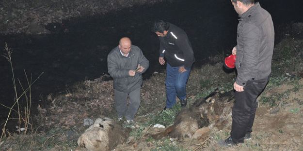 Şaptan ölen danaları bakın ne yapmışlar?