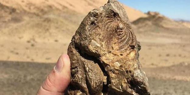 S.Arabistan'da 80 milyon yıllık deniz canlısı fosili bulundu