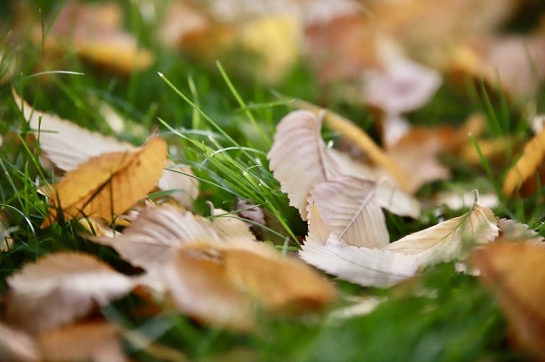 Sararan yapraklar göz kamaştırdı