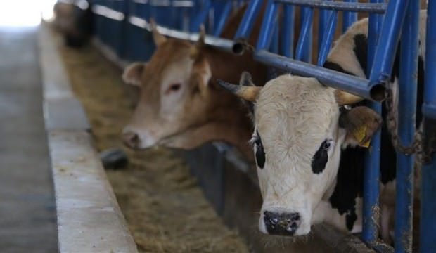 'Şarbon çıktı' iddialarına yalanlama geldi