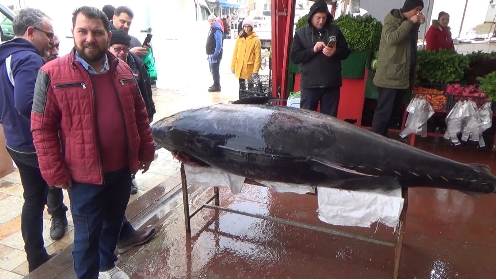 Sardalya avlarken, 450 kiloluk orkinos yakaladılar 