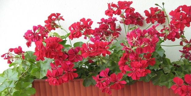 Sardunya çiçeğinin bakımı nasıl olmalıdır?