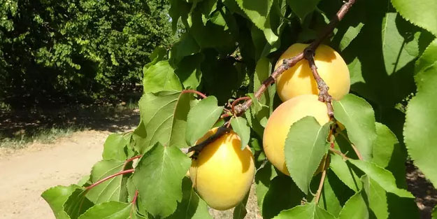 'Sarı altın' hasadı başladı: Rekolte bekleniyor!