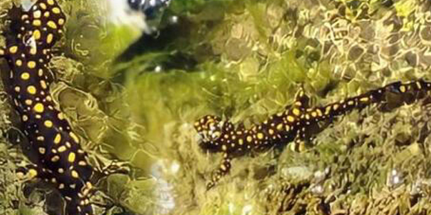 Sarı benekli semender nesli tükenmek üzere! Siirt'te görüntülendi