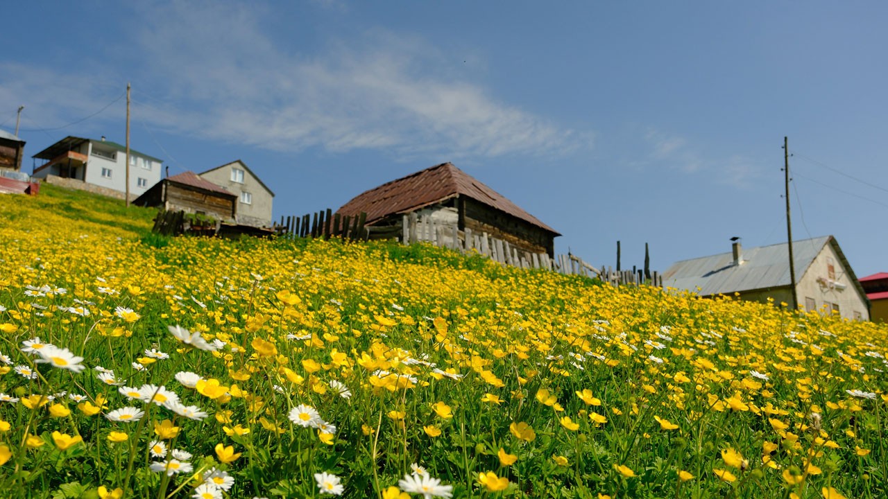 Sarı çiçekler ve mor sümbüller arasında büyüleyici masal