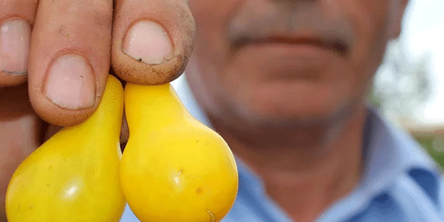 Sarı domates şaşkına çevirdi