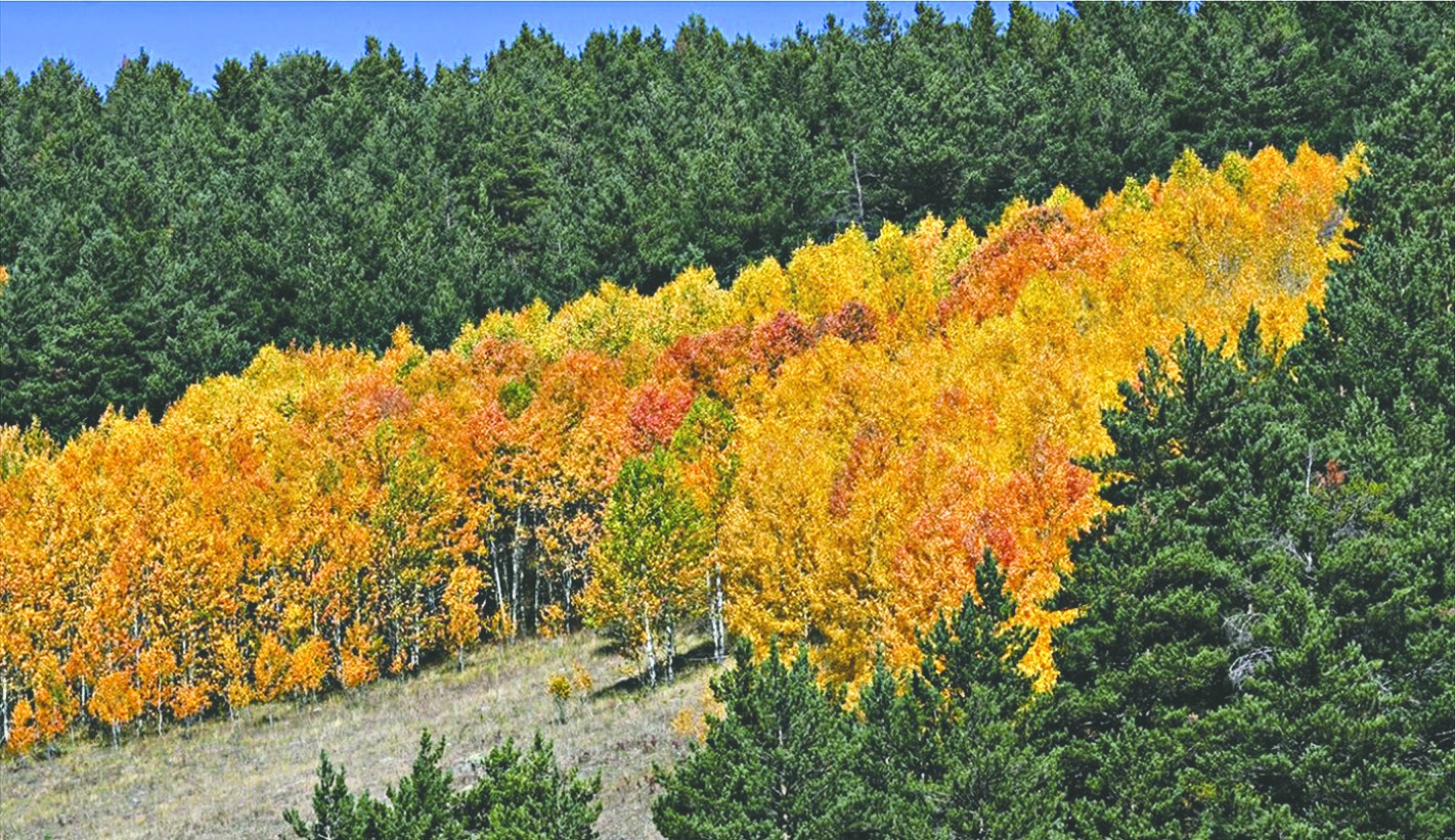 Sarıçam ormanları yangına karşı korunuyor