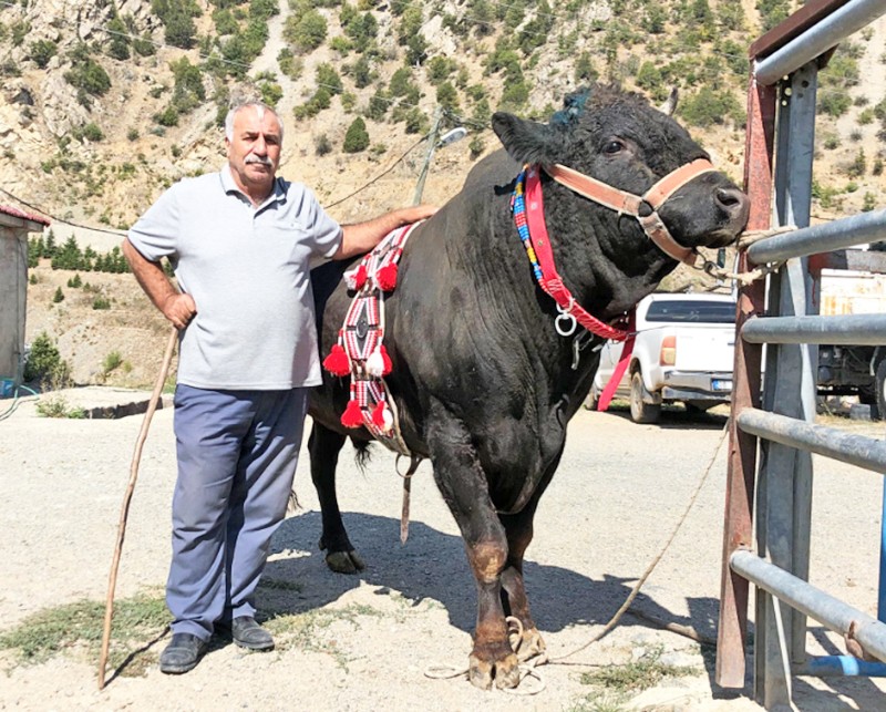 Sarıgöl Vadisi Boğa Güreşleri Festivali: Tek boynuzuyla şampiyon oldu