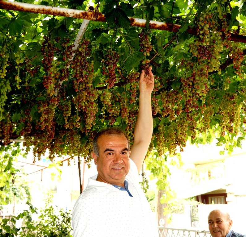 Sarıgöl’de mevsimin ilk üzümü yetişti 