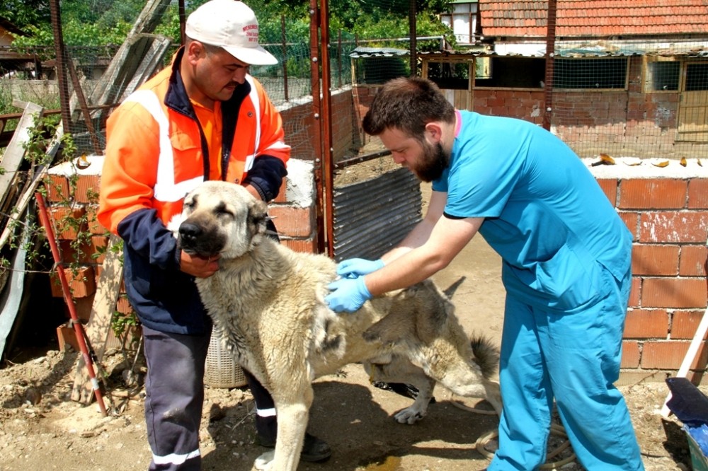 Sarıgöl’de sokak hayvanlarına aşılama 
