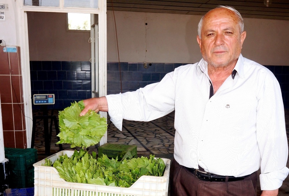 Sarıgöl’de taze bağ yaprağı alımlarına başlandı 