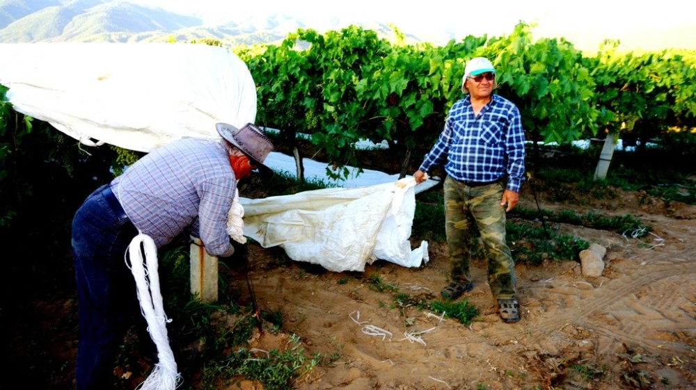 Sarıgöl’de üzüm bağları örtünmeye başladı 