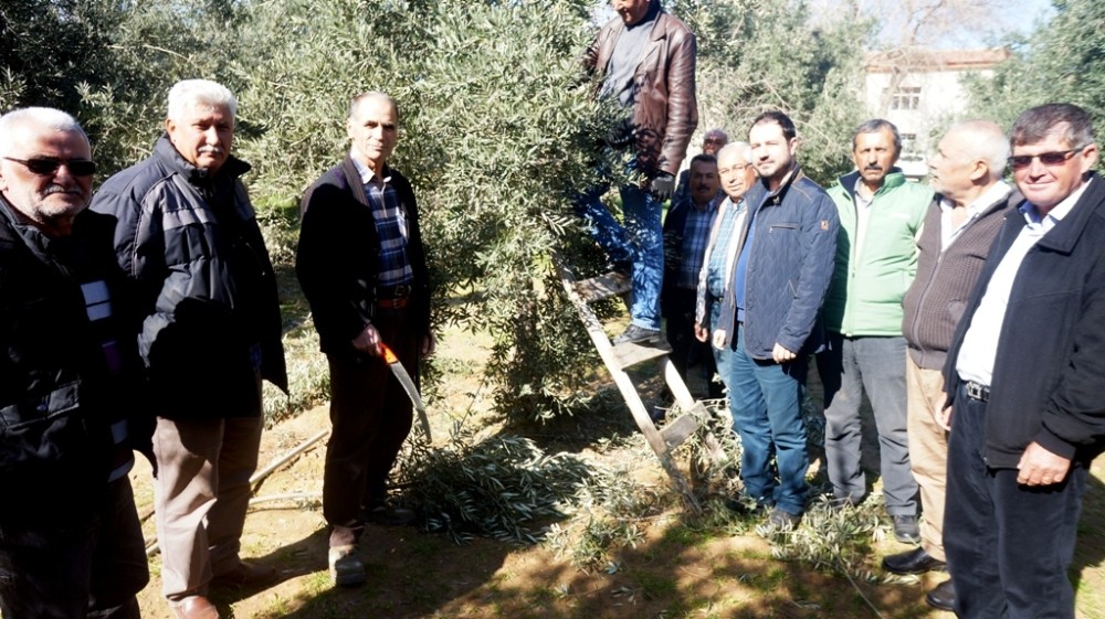 Sarıgöl’de zeytin budama eğitimi 
