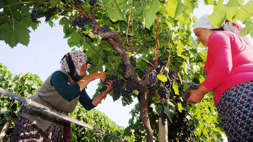 Sarıgöl’ün ilk üzümleri Rusya’ya 