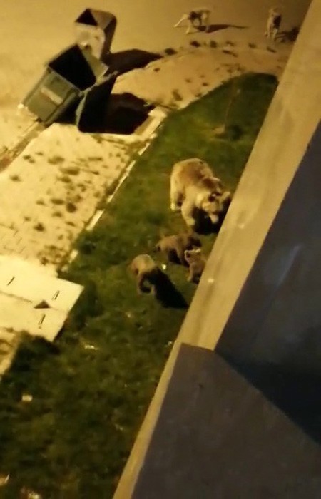 Sarıkamış’ta aç kalan anne ve yavru ayılar ilçe merkezine indi 