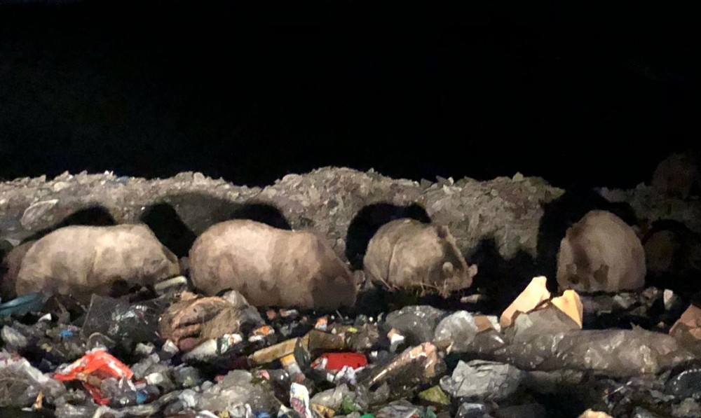 Sarıkamış’ta boz ayı ailesi görüntülendi 