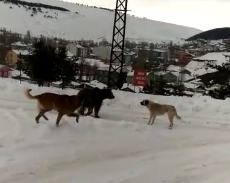 Sarıkamış’ta boz ayının köpeklerle imtihanı 