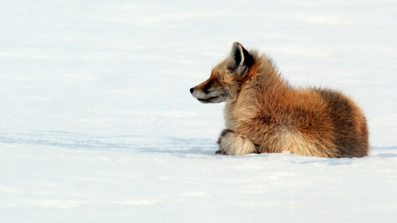 Sarıkamış'ta kış manzarası! Kızıl tilkilerin açlıkla imtihanı