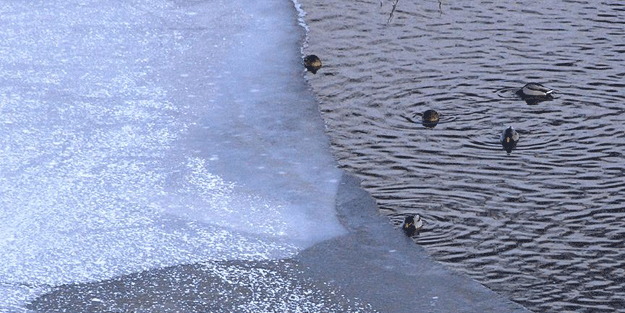 Kars Sarıkamış'taki Ördek Gölü buz tuttu