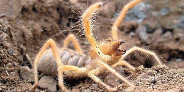 Sarıkız paniği büyüyor! 1 metre yükseğe sıçrayıp, akrep avlıyor...