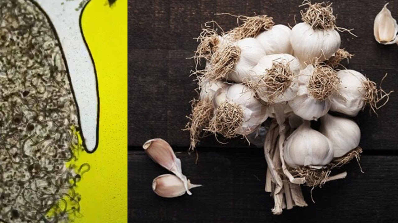 Sarımsağın mikroplara karşı verdiği mücadele sosyal medyayı salladı