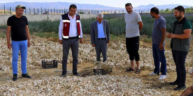 Sarımsak hasadı çiftçinin yüzünü güldürdü