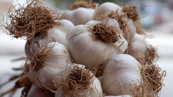 Sarımsak neye iyi gelir? Düzenli sarımsak tüketmek bağışıklığı güçlendirir mi?