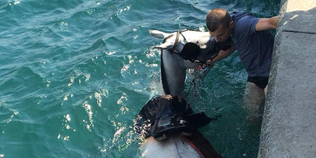 İstanbul'da şaka gibi olay! Atıyla birlikte denize düştü