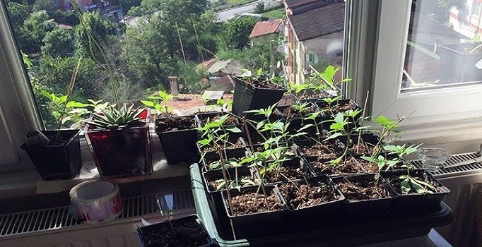 Sarıyer''de 114 kök hint keneviri ele geçirildi