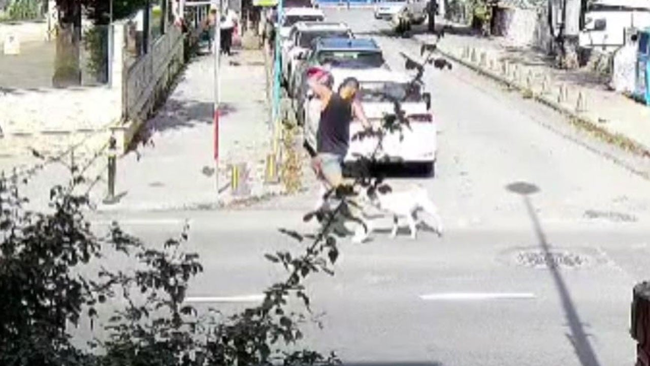 Sarıyer’de başıboş köpekler vatandaşları korkutuyor