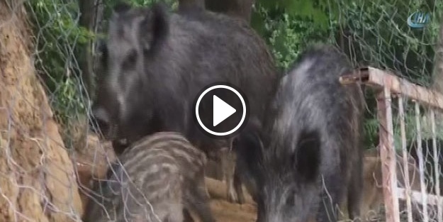 Sarıyer'de ilginç görüntü!