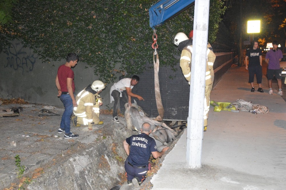 Sarıyer’de su kanalına düşen at itfaiye ekiplerinin çalışmasıyla kurtarıldı 