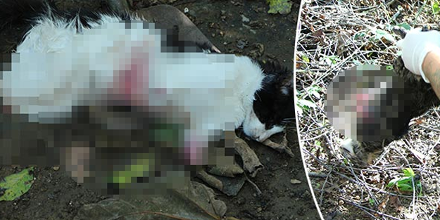 Sarıyer'de vahşet! 2 kedinin ayaklarını kesip karnını yardılar