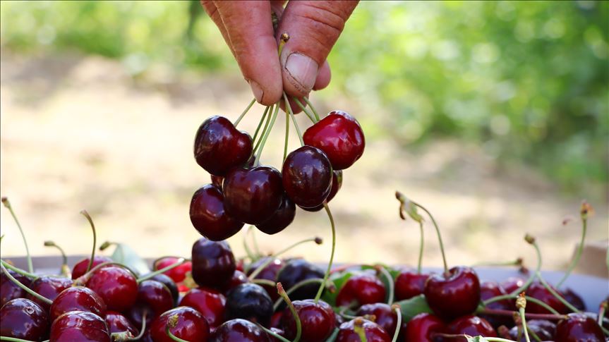 Şarköy'ün iri kirazının bahçeden sofraya lezzet yolculuğu