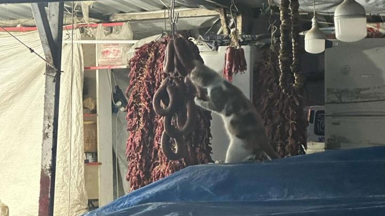 Şarküteri tezgahında sucuğun tadını çıkaran kedi güldürdü