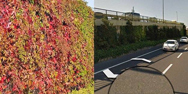 Sarmaşığı da sahiplendiler! İBB Sözcüsü Ongun'un yalanı ifşa oldu